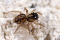 Une femelle juvnile (Araneae - Salticidae - Saitis barbipes)